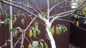 ?Правильная посадка и выращивание персика.Ошибки садоводов.