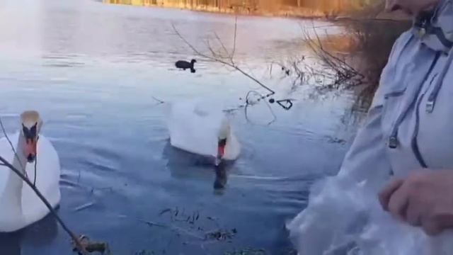 #лебеди#красиваяпесня                         Покормите белых лебедей! смотреть онлайн