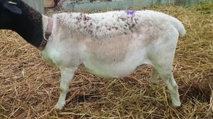 Движения ягненка в утробе овцы заметить можно