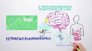 Почему запрещен каннабис — Научпок