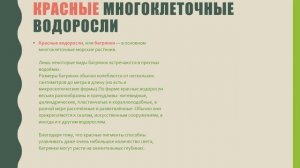 БИОЛОГИЯ. ВСЁ ПРОСТО О МНОГОКЛЕТОЧНЫХ ВОДОРОСЛЯХ