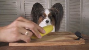 ASMR Dog Reviewing Different Types of Food #1 I YUKIASMR