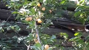 Слива "Жёлтая Хопты"