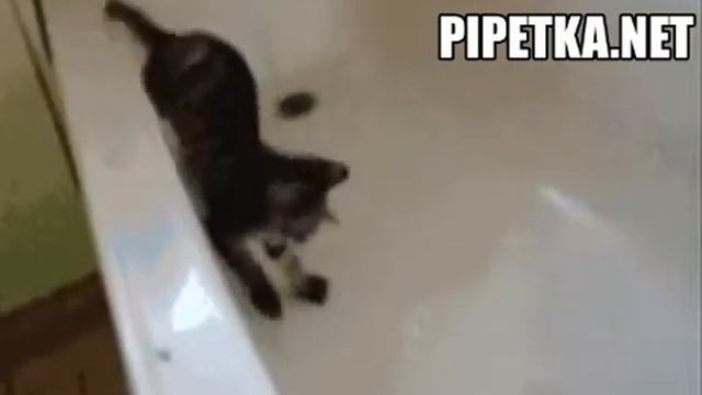 Подборка-кошачьи обломы смотреть онлайн