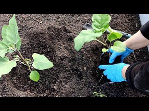 САЖАЮ БАКЛАЖАНЫ ТОЛЬКО С ЭТИМ! СЕКРЕТНЫЕ ДОБАВКИ В ЛУНКУ ПРИ ПОСАДКЕ БАКЛАЖАНОВ В ОТКРЫТЫЙ ГРУНТ