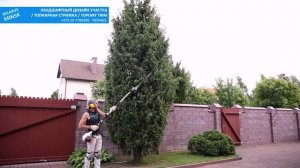 Можжевельник обыкновенный в саду |ТОПИАР | Juniperus communis | Стрижка хвойных | @user-qs3ui4et9d