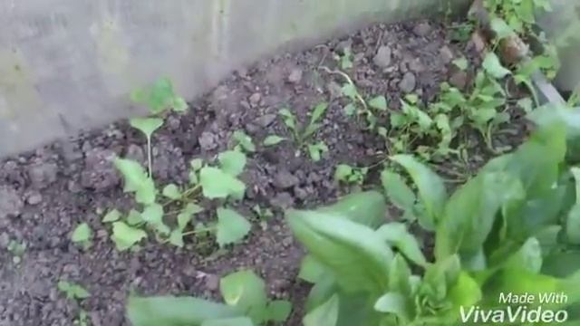 Совместные посадки в теплице