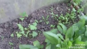 Совместные посадки в теплице