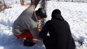 Установка забора из сетки Рабица в зимнее время