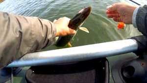 Щука на воблеры с лодки. Ловля щуки осенью на озере.