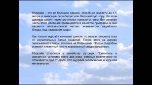 Мурайя (муррайя).