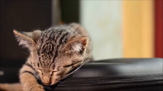 8 августа - Всемирный день кошек. World Cat Day