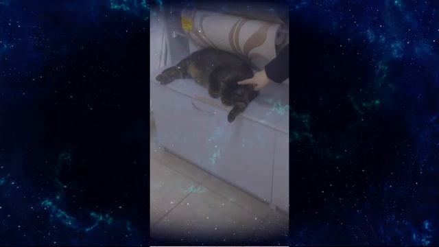 katja_cholyk - продавец обоев кот смотреть онлайн