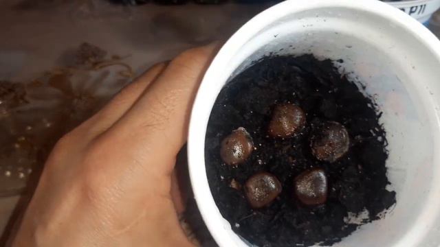 Проращивание косточки Виргинская хурмы Мидер и Корп