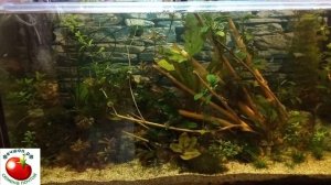 Общий вид аквариумо