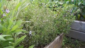 ПРЯНОЕ РАСТЕНИЕ ТИМЬЯН, От А до Я,