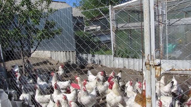 Одна из лучших пород мясояичных кур!Адлер Серебристый!