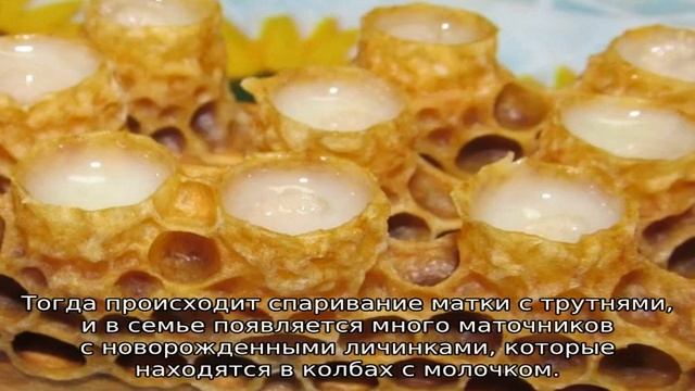 Адсорбированное маточное молочко