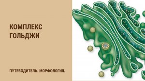 Комплекс Гольджи