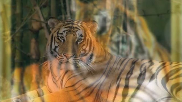 Красивые тигры для друзей! От НеЛлИ смотреть онлайн