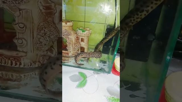 Игры тритонов) Newts games ? #shorts #animals #тритон #newtshirt #животные смотреть онлайн