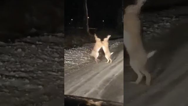 ?? Бокс Зайцев! ??