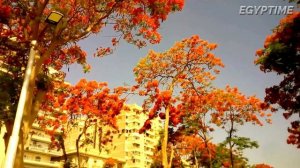 Удивительное  ОГНЕННОЕ ДЕРЕВО, которое растет только в теплом климате ?. Египет. Делоникс.