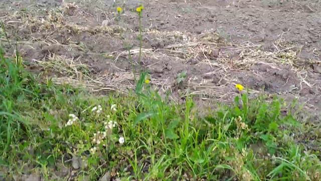 внекорневая подкормка саженцев и подвоев смотреть онлайн