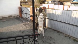 Охрана территории собакой.