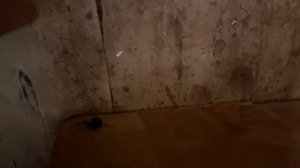 паук Стеатода Гросса -- Steatoda grossa