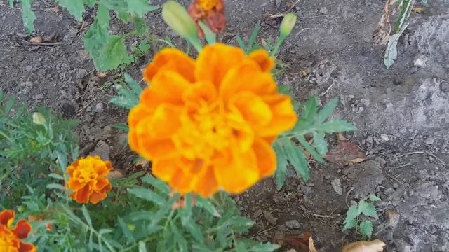 Чернобривцы . Символ и талисман ДАЧИ МЕЧТЫ смотреть онлайн