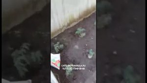 Органическое удобрение в гранулах  на основе птичьего помета, Био Гранула