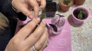 ? Эффективный способ Размножения Базилика черенками ? !!! Черенкование Базилика !!!