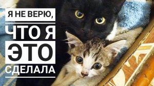 2 месяца котята бегали ко мне что б я их накормила, в конце случилось чудо