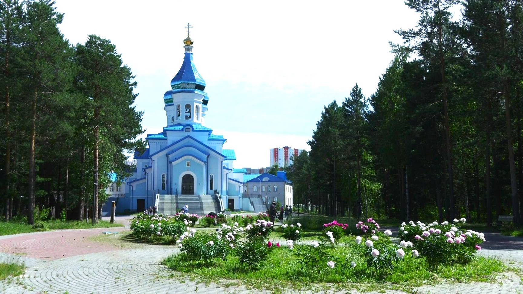В Сургуте зацвела пионовая аллея