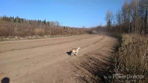 Прибытие в тайге.     Поездка на двух УАЗАХ в Тайгу.