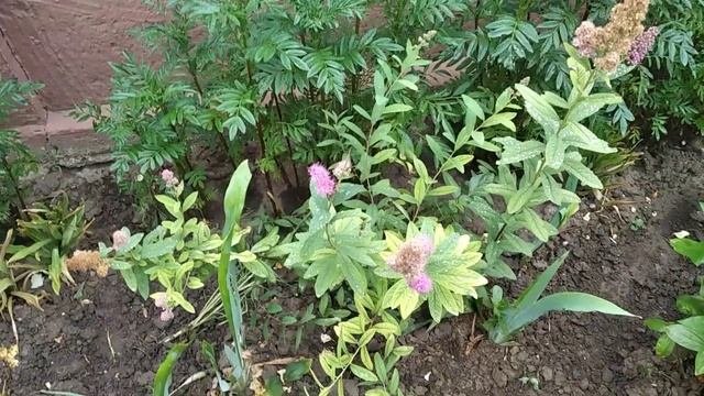 мой цветник в июле. чем подкармливаю?