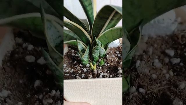 Сансевиерия ханни крем - переукоренение макушки, часть 2 смотреть онлайн