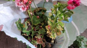 Как пересадить Герань (Пеларгонию) с дачи? Какие использовать средства для пересадки?