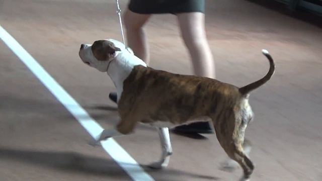 12 сентября Николаев «АРСАНИЯ - ОСЕНЬ - 2015» САСIB, ринг АСТ, часть 2 смотреть онлайн