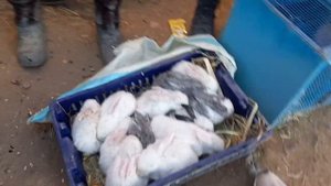 Мург Бозори Исфара Дакан Хуруз Харгушт 👍🦢