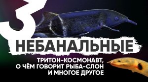 Самые необычные аквариумные питомцы. Часть 3. Каламоихт, рыба-слон и другие