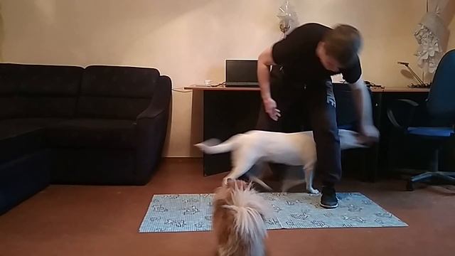 Как научить собаку делать восьмёрку | команда восемь | дрессировка собак