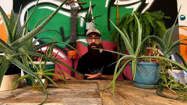 ALOE VERA SUCCULENT CARE BASICS | How to Keep Medicinal Aloe barbadensis miller - A Beginner's Guid смотреть онлайн