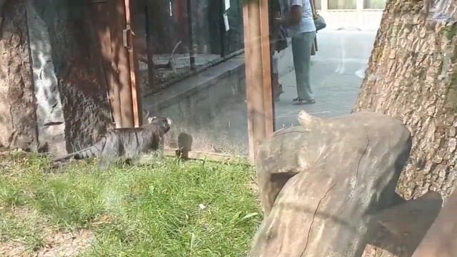 Вы кто такие? Вас здесь не ждали! Манул Тимофей обходит свои владения
