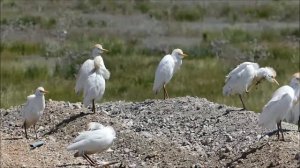 Египетские цапли