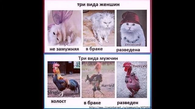 Виды женщин. Женские приколы смотреть онлайн