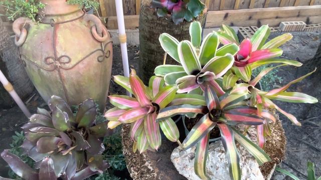 Garden Paradise/Bromeliads смотреть онлайн