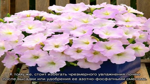 Петуния Trilogy — подробное описание и секреты выращивания смотреть онлайн