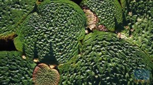 Уссурийск 2022 - Эвриала Устрашающая